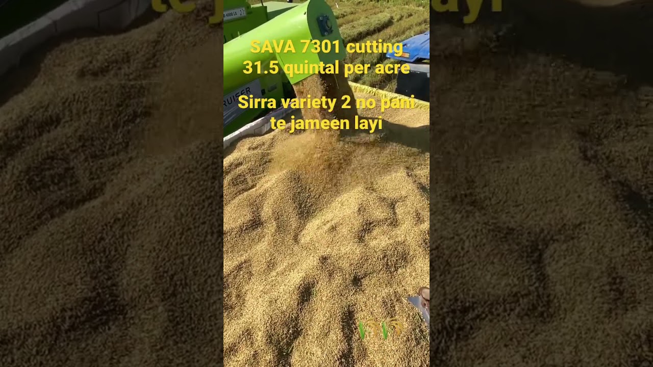 Sava 7301 cutting #paddy #punjabi
