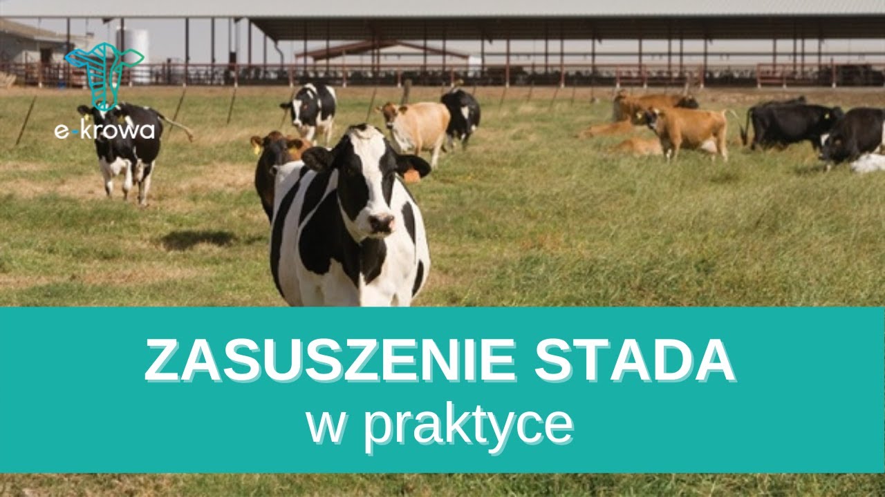 Procedura zasuszania krów - wskazówki praktyczne