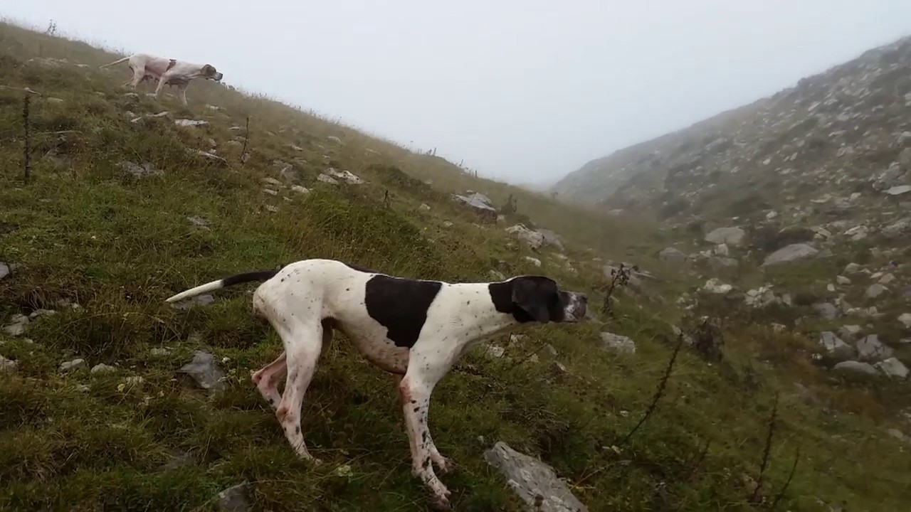 KWSTAS GOYLAS - POINTER PERDIKA (BETY & VERA)  ΕΚΠΑΙΔΕΥΤΙΚΑ (1)