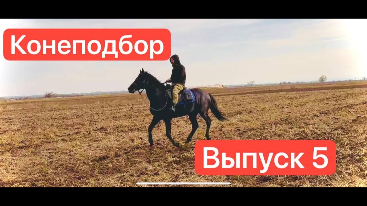 Нашли и купили лошадей на Кавказе | Выпуск 5 | Александр Обжерин