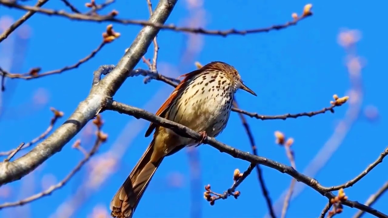Large song repertoire; Brown Thrasher (Toxostoma rufum) -- MFC