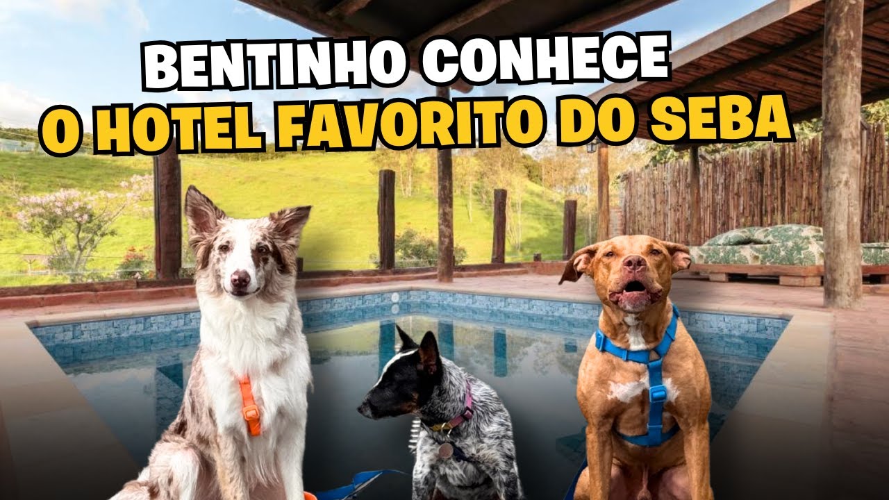 Levamos O Bentinho Para Conhecer O Hotel Favorito Do Seba | Dicas De Mala Pet