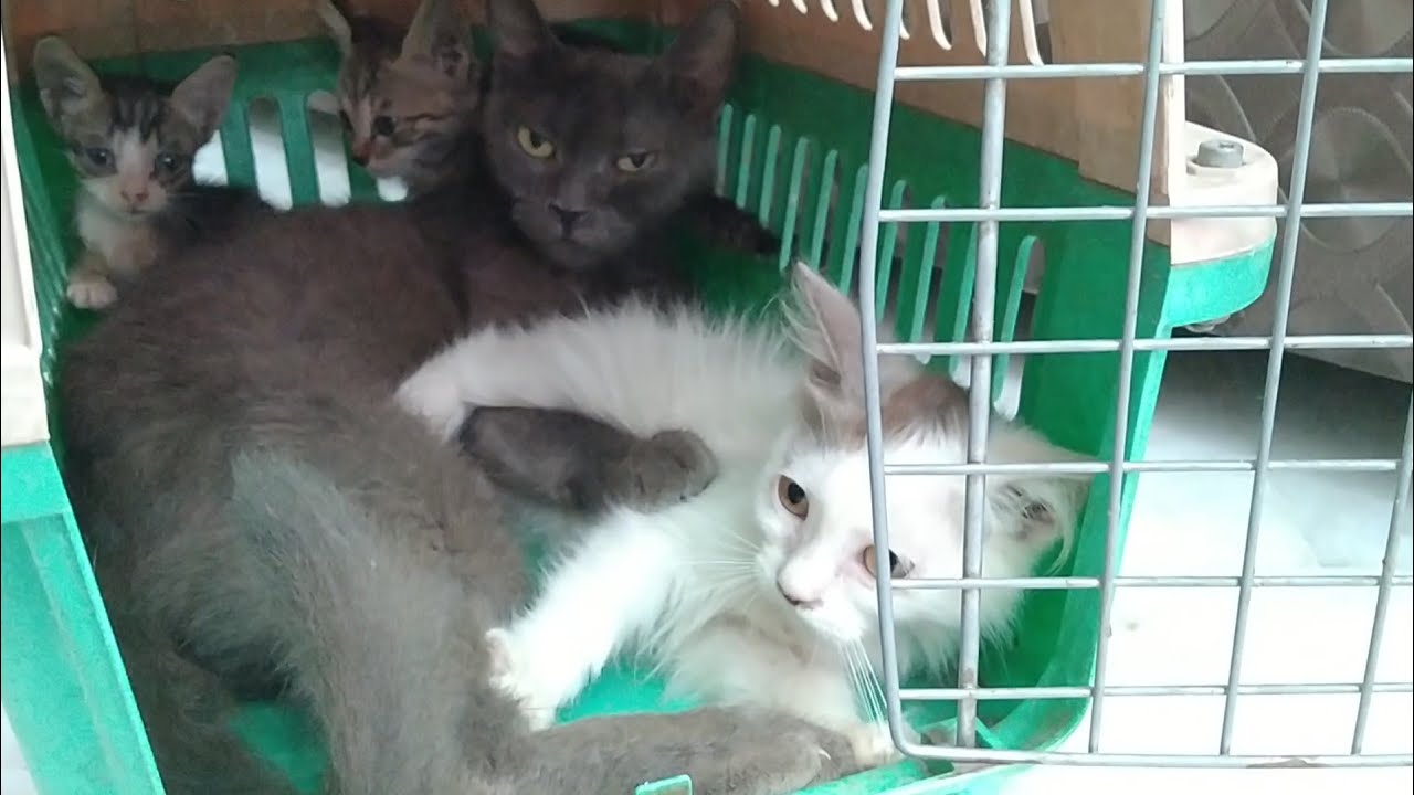 Adorable Kitten Got Scared Of Stranger Cat And Hissing At Her