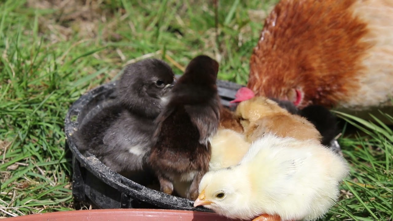 Kip met kuikens | Little chicks in the garden!