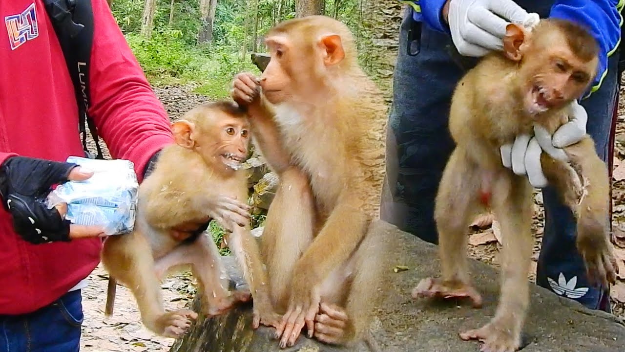 THIS MORNING kosol lure MR Jimmy to feed him milk then arrange medicine for him
