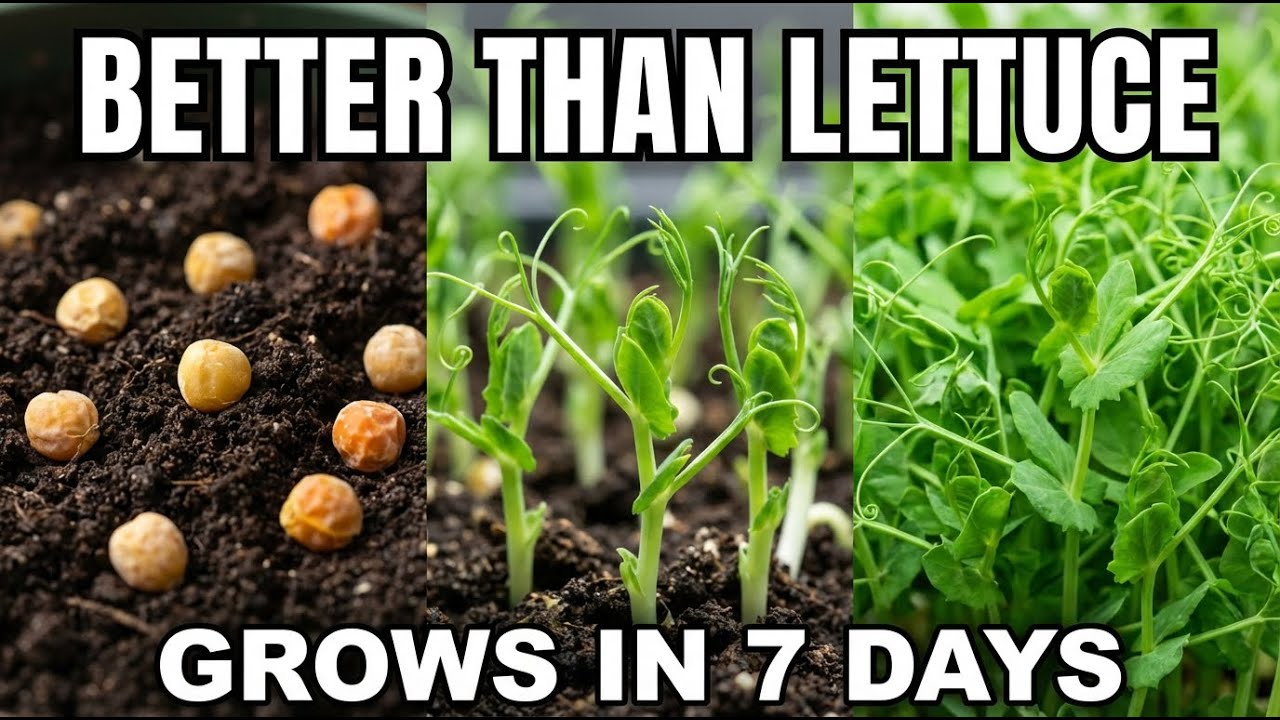 Better Than Lettuce. Grows in 7 Days, Regrows Forever, Zero Maintenance Required