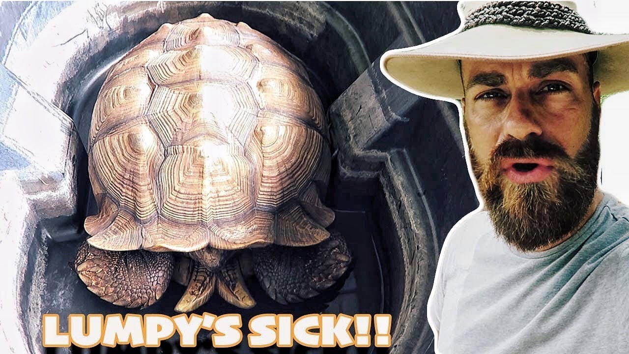 Tortoise NOT MOVING... Is it Sick?