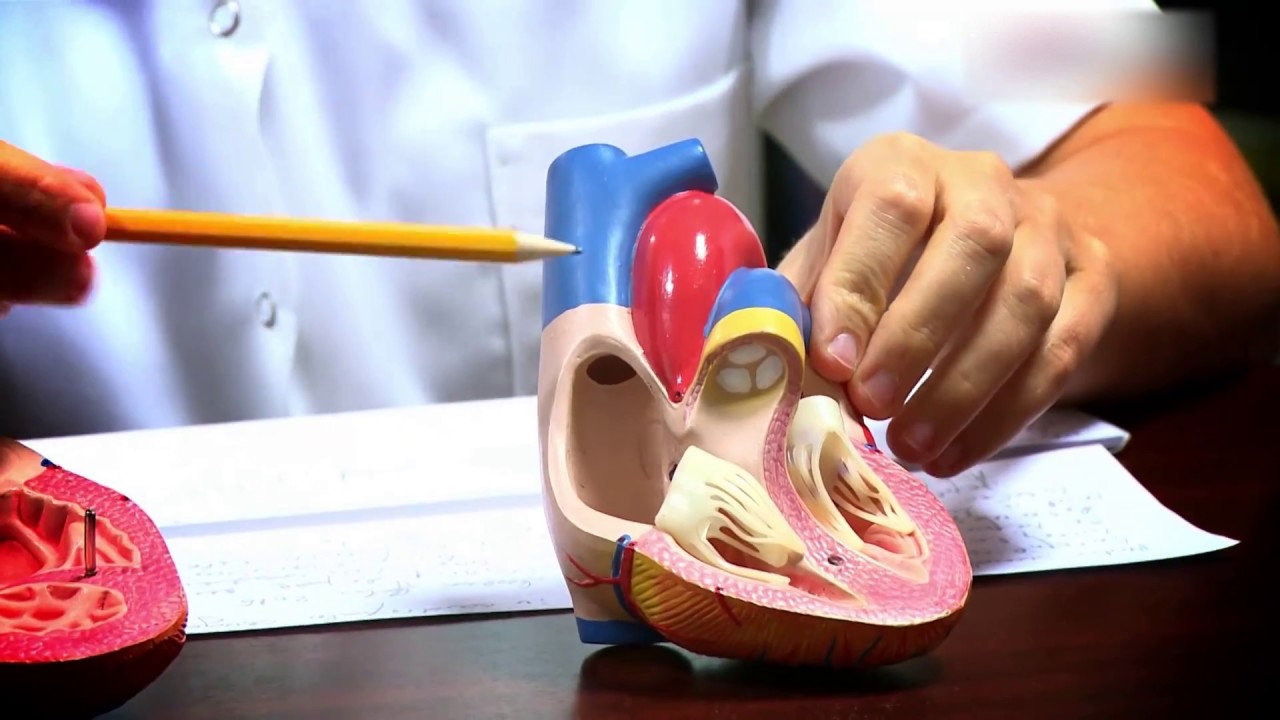 Despre defectul septal interatrial, cu dr. Anca Mandache, Clinicco Brasov