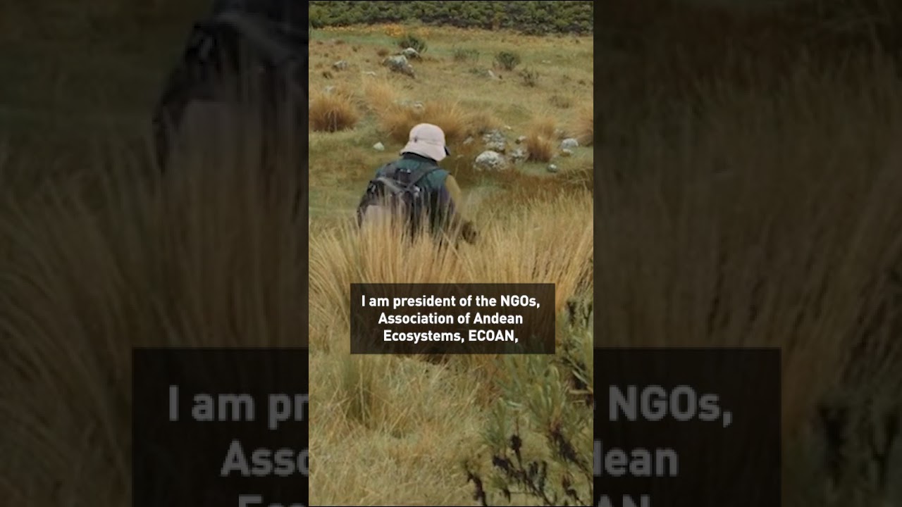 Restoring Ancient Forests to Save the Andes&rsquo; Water