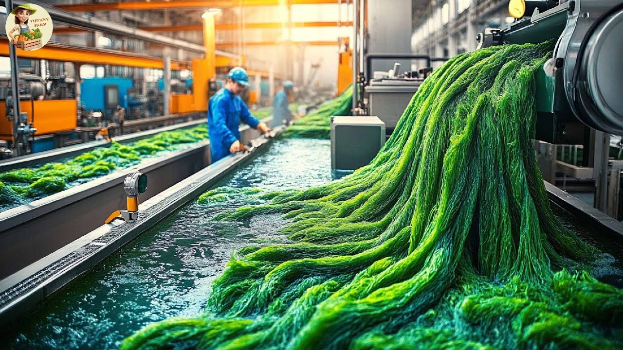 How Farmers Harvest Seaweed: Inside a Seaweed Processing Factory | Farming Documentary