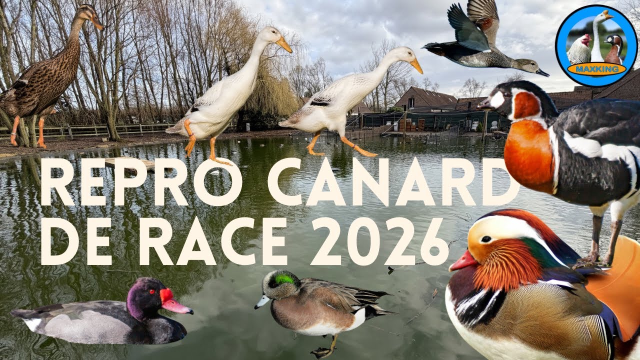 REPRODUCTION CANARD DE RACE 2026