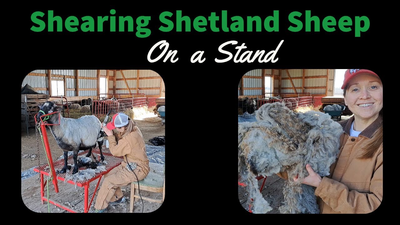 Shearing Shetland Sheep on a Stand (tips & tricks)