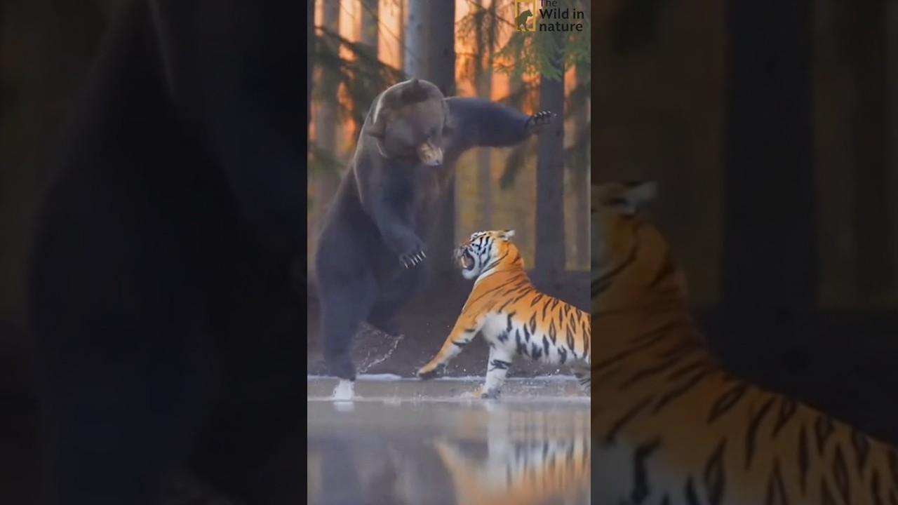 A RARE AND INTENSE MOMENT IN THE WILD | tiger Vs bear 