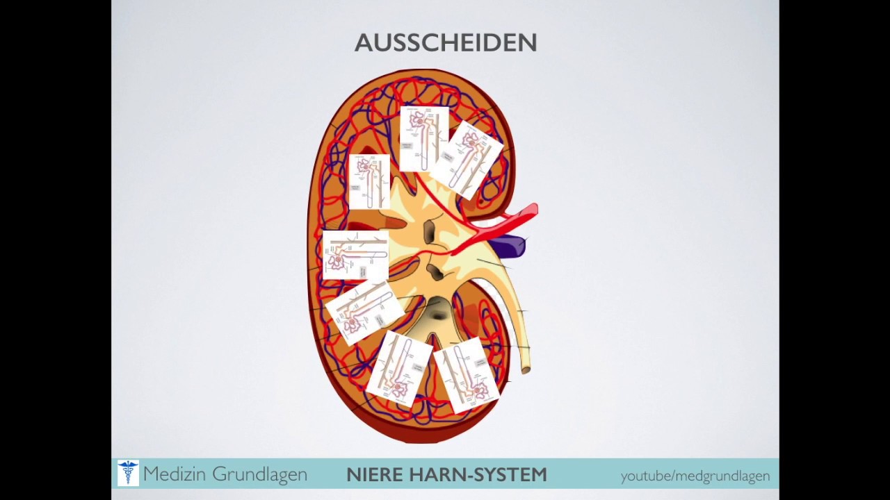 Niere Harn System Medizin Grundlagen Teil 1