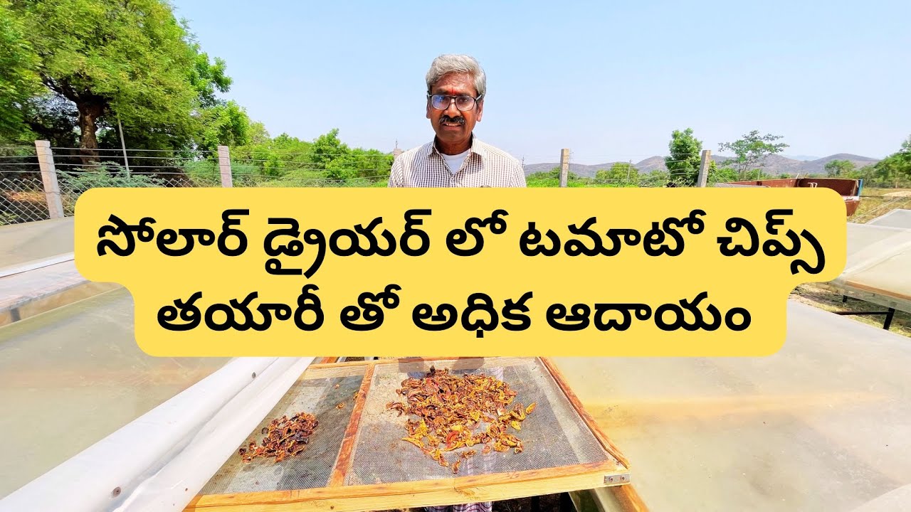 Tomato Chips Preparation in Solar drier full details #tomato #solardryer #farming #profit #farmer🍅