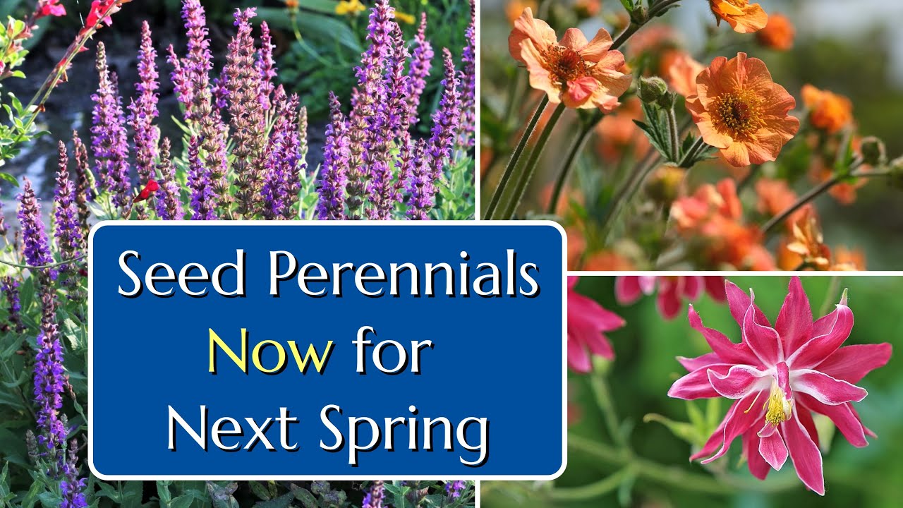 Seed Perennials in Summer for Next Spring