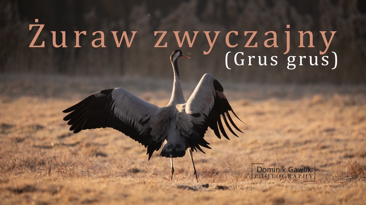 ŻURAW / GRUS GRUS  / NATURA / SIGMA 60-600 / 4K /