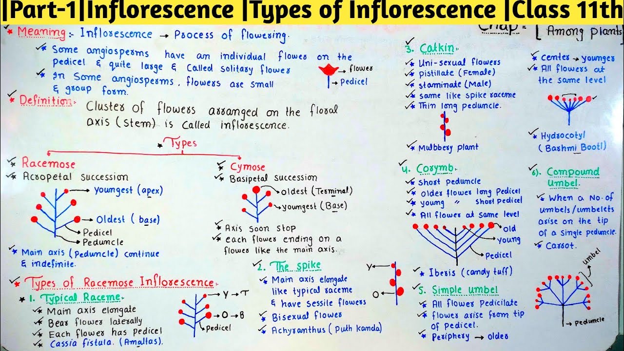 |Part-1|Inflorescence |Types of Inflorescence |Class 11th |Chapter |Diversity Among Plants 