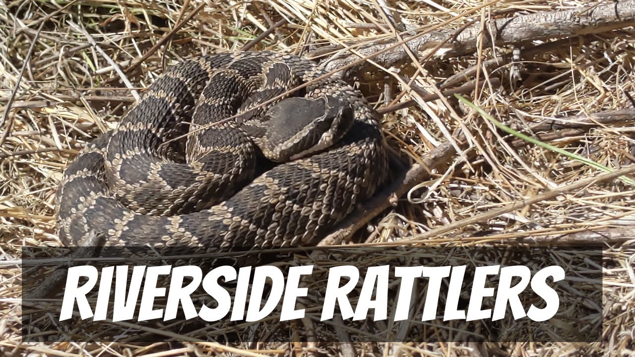 Riverside Rattlers | Field Herping for Snakes in Riverside County California