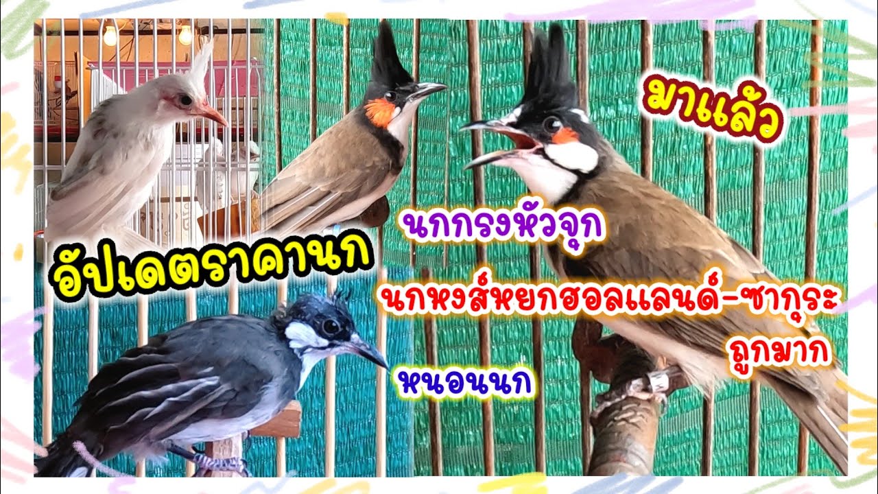 อัปเดตราคานก กรงหัวจุก หงส์หยกฮอลแลนด์-ซากุระ หนอนนก ร้านหนอนสยาม ตลาดสมบัติบุรี จัดส่งได้ทั่วประเทศ