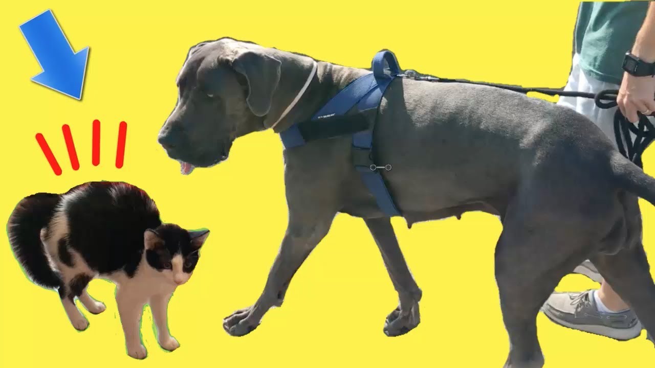 Mis gatitos bebés Luna y Estrella jugando con el perrito en la vida real / Funny cats