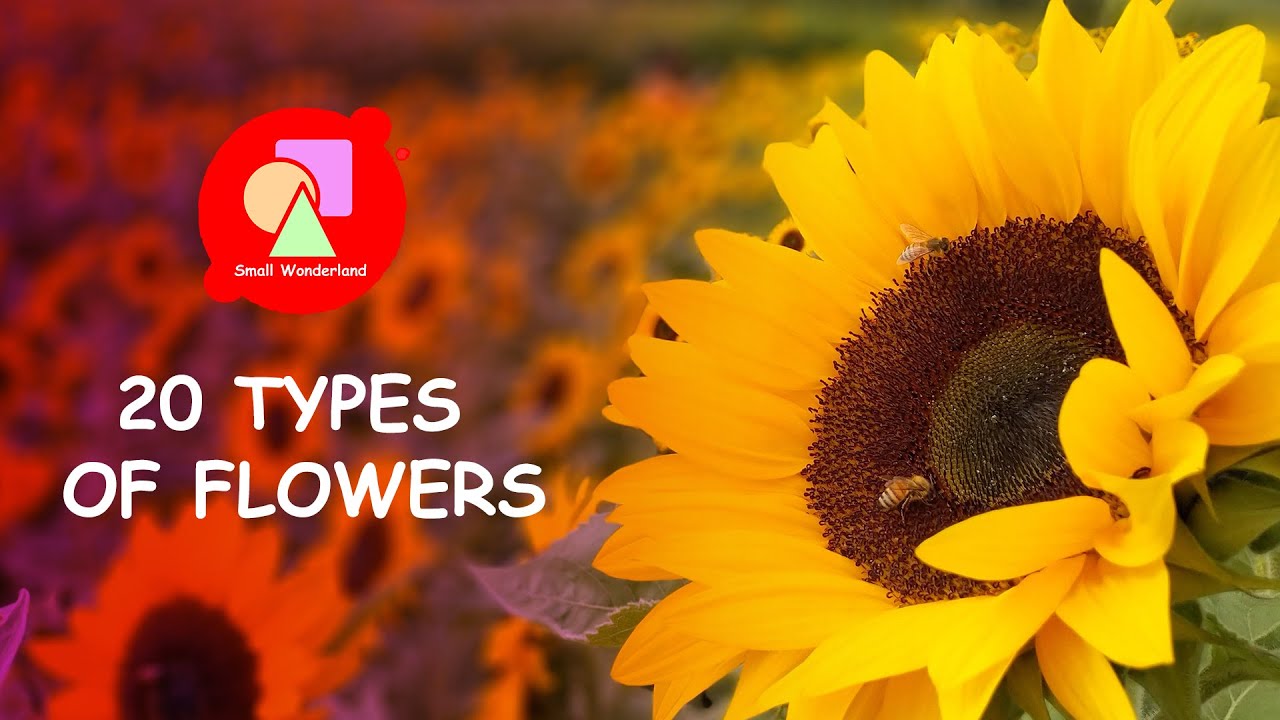 20 Types of Flowers