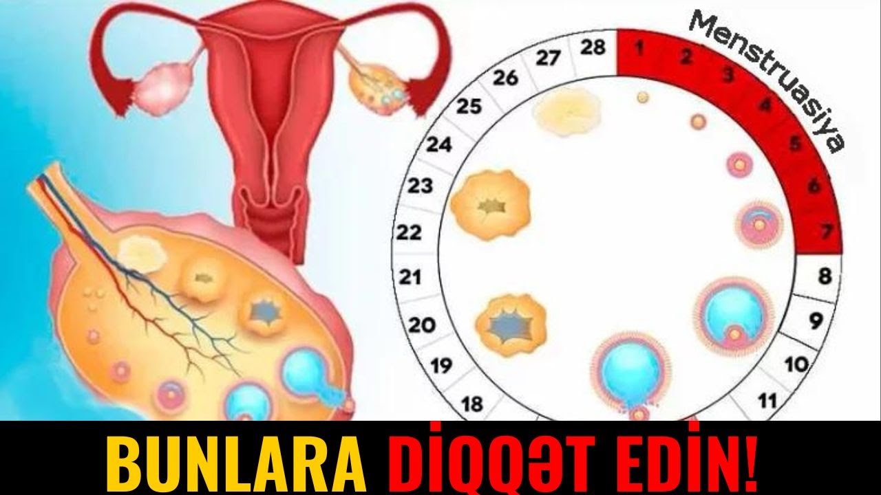 Ovulyasiya Günü Necə Hesablanır?