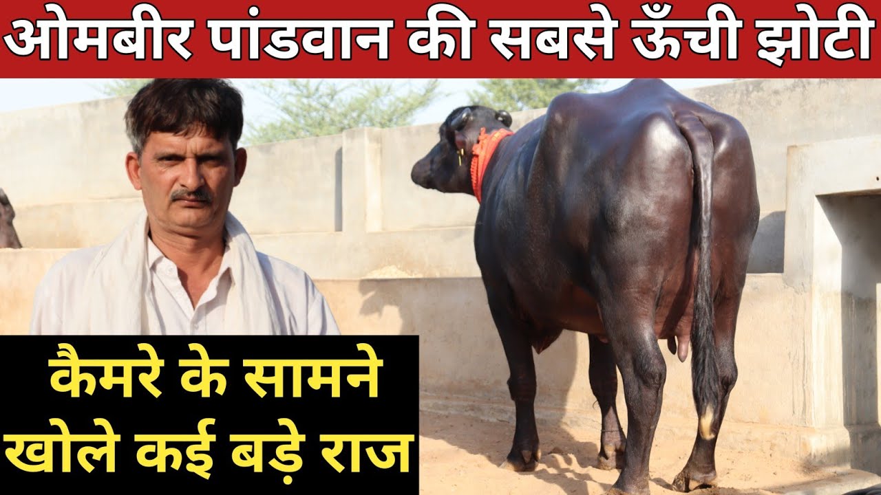 ओमबीर पांडवान की सबसे ऊँची झोटी, कैमरे पे दिखा खोले कई बड़े बड़े राज (9812621809)