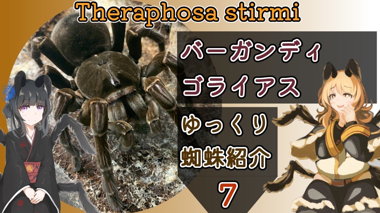 【ゆっくりタランチュラ紹介】バーガンディゴライアスバードイーターの特徴と飼育方法【Theraphosa stirmi】#生き物  #虫 #ゆっくり実況 #ゆっくり解説