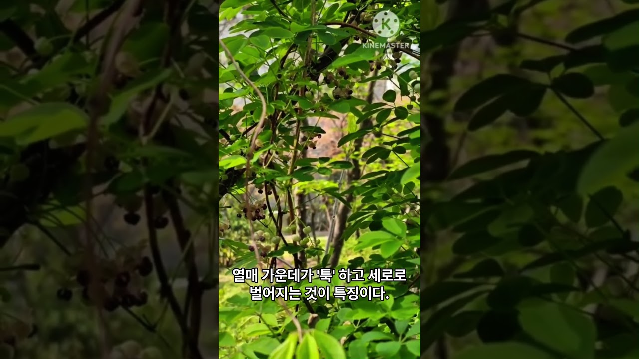 [정재용의 시선] 봄 나물로  인기 으름덩굴과 화살나무