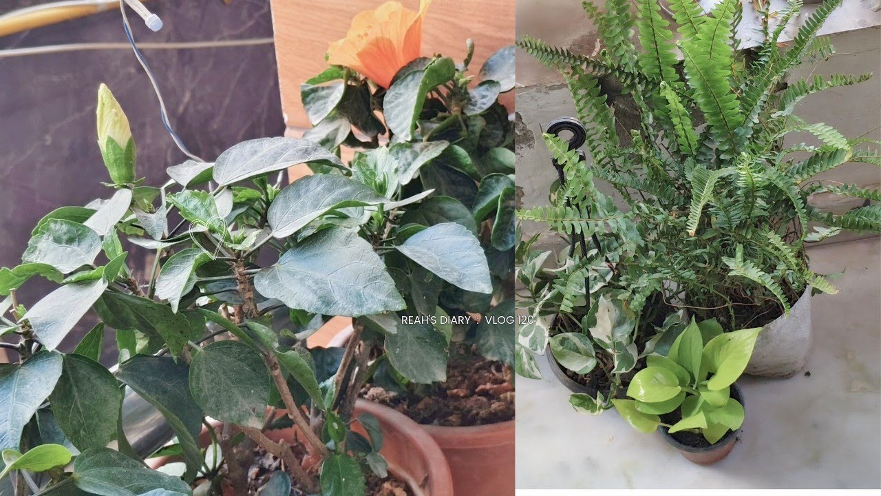 हैंगिंग प्लांट लगाने के लिए कैसी मिट्टी इस्तेमाल करें