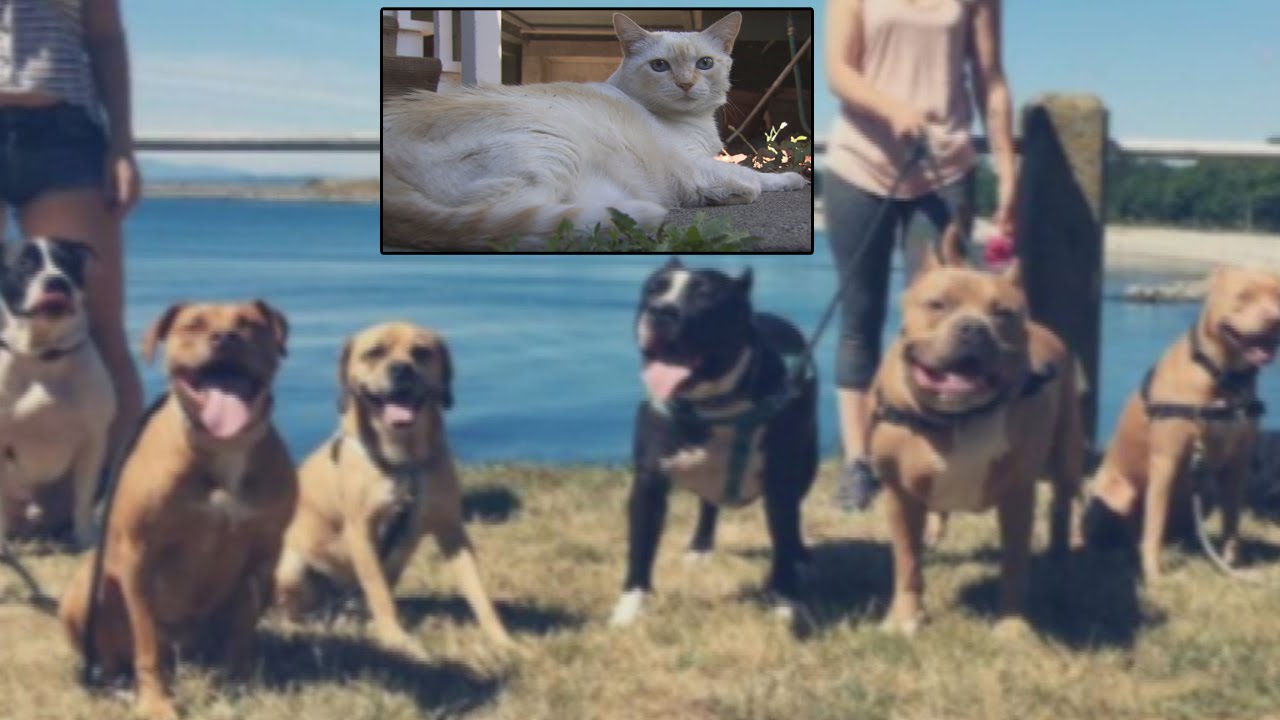 Cat Shockingly Attacks 7 Pit Bulls But The Dogs Don't Fight