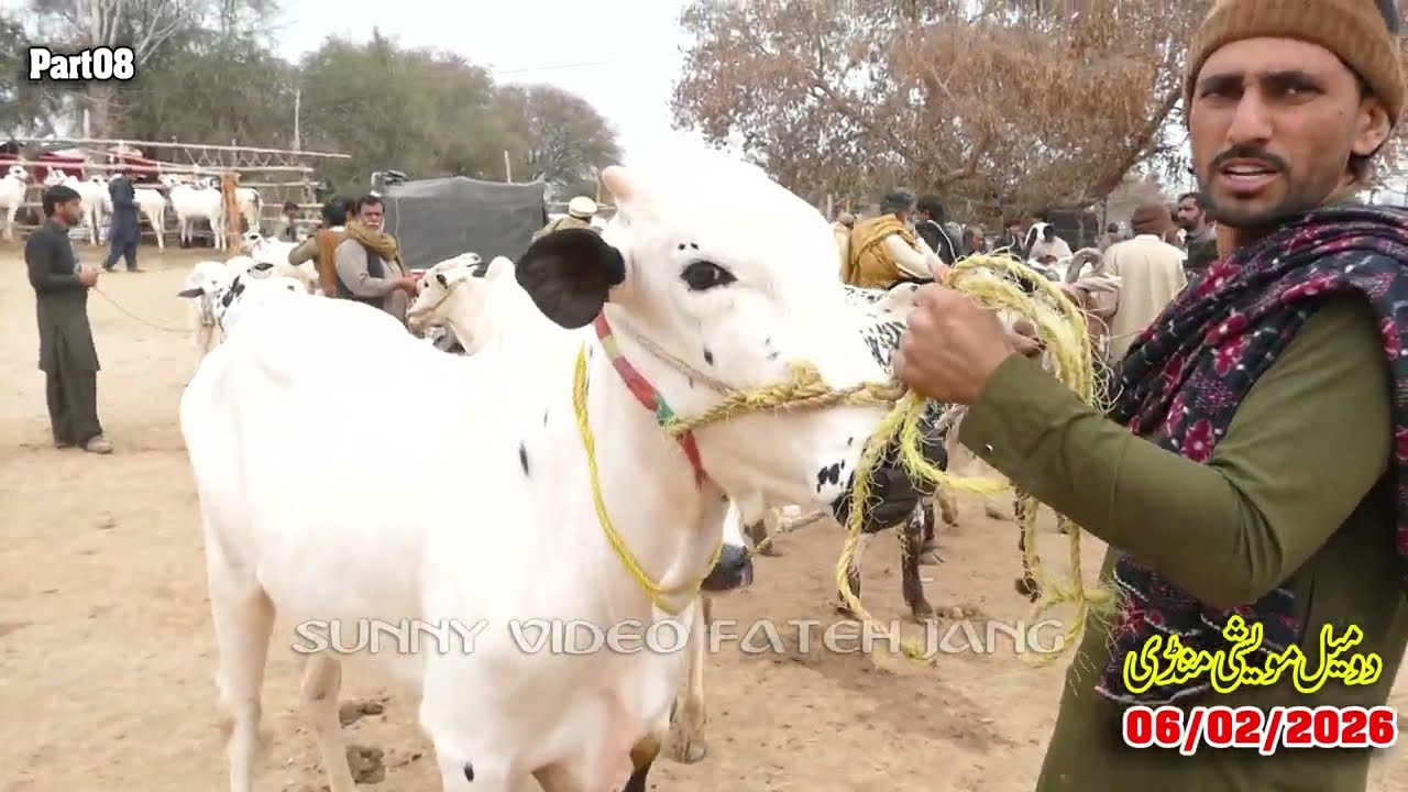 Today Domail Mandi Fatehjang Rate’s update06/Feb2026-Part08Sunny Video Fateh Jang Cow Mandi 2026
