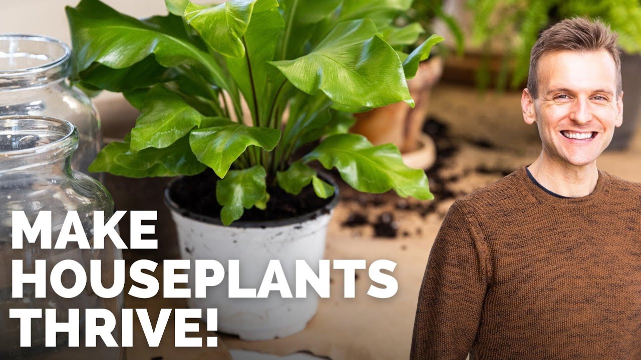 Tips to Make Indoor Houseplants Thrive