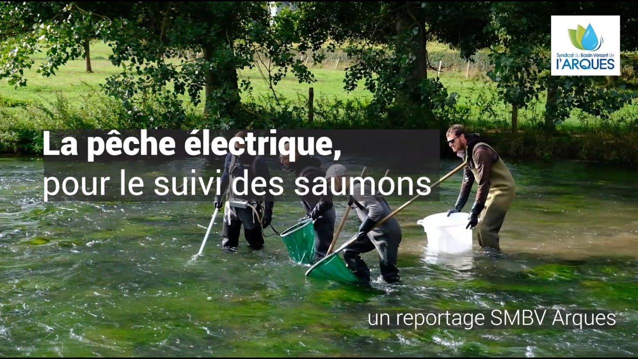 Seine-Maritime. La pêche électrique, pour le suivi des saumons atlantique (Varenne)