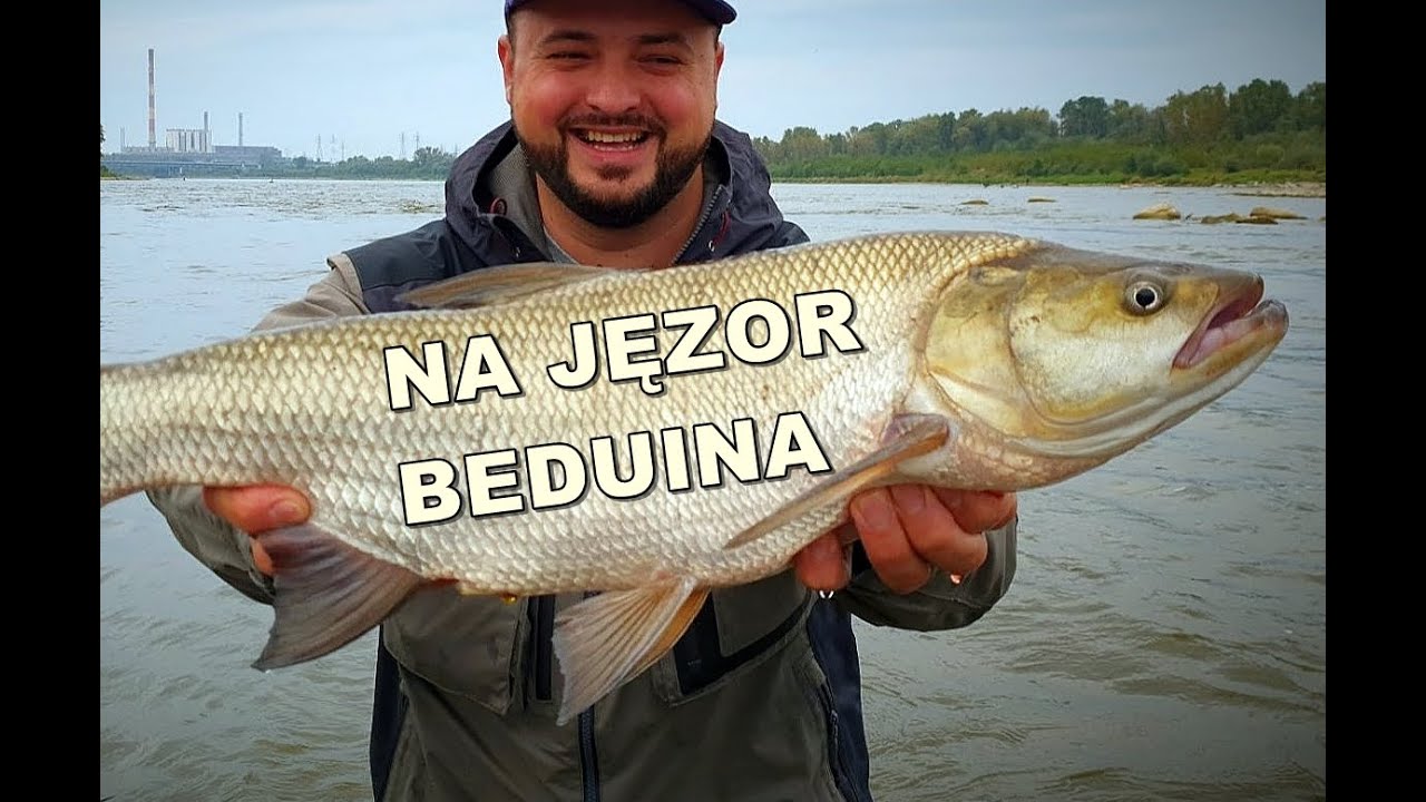 WOBLER JĘZOR BEDUINA - KOSA NIE TYLKO NA BOLENIE