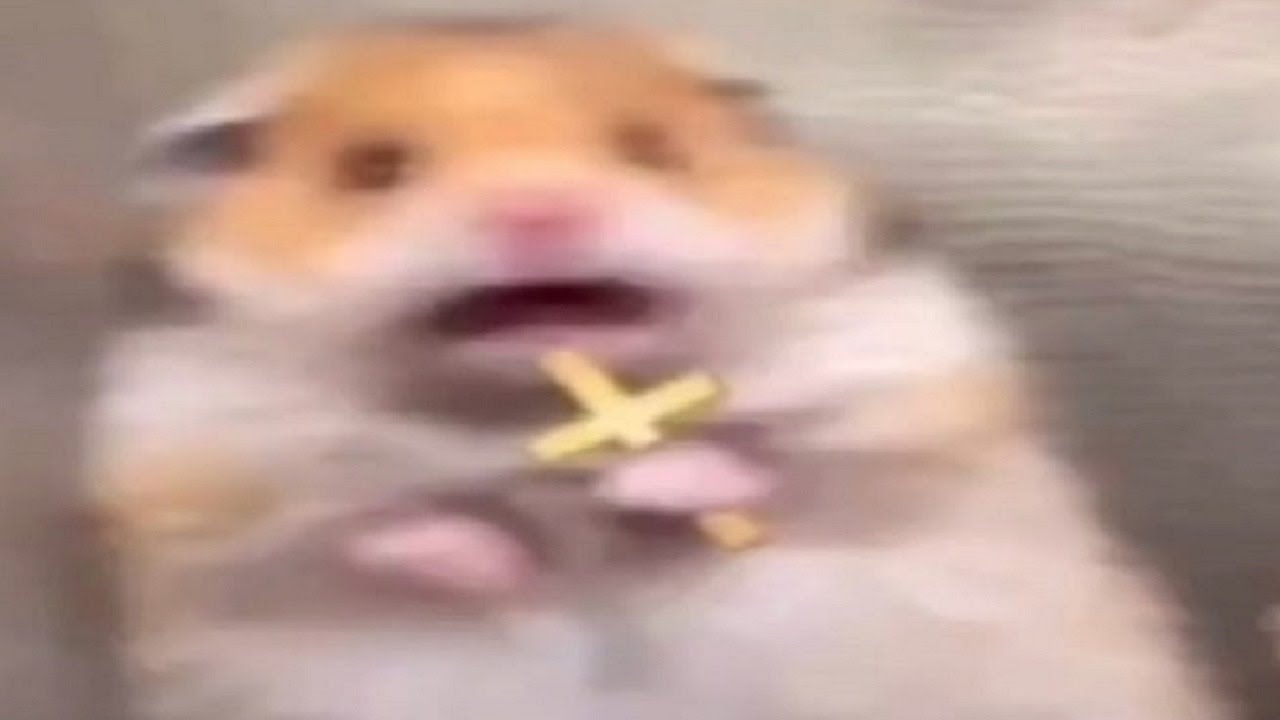 top 5 hamsters