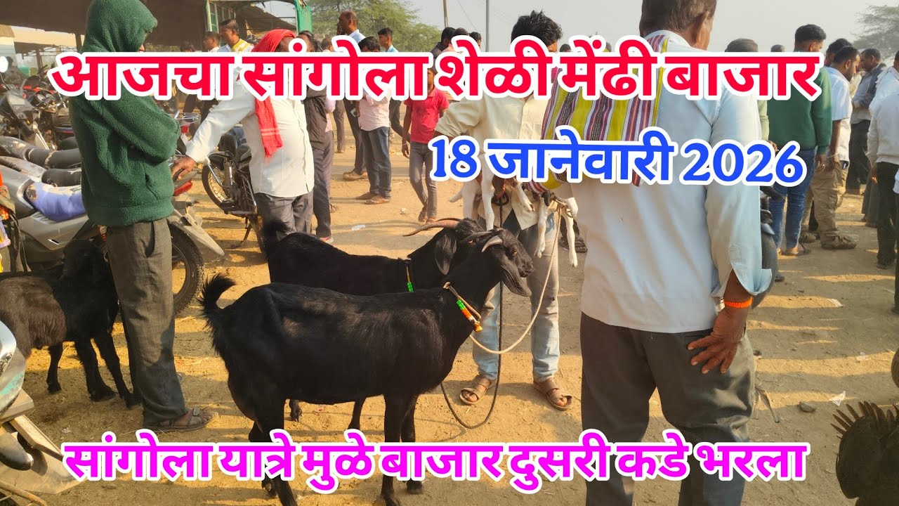 आजचा सांगोला शेळी,मेंढी बोकड बाजार 18 जानेवारी 2026 #sangola_bazar_sheli_bajar #शेळी_बाजार #मेंढी_बा