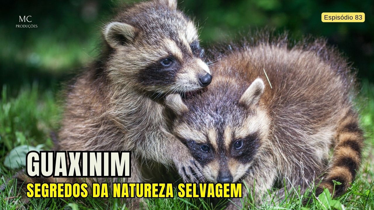 Guaxinim – Segredos da Natureza Selvagem | Documentário Completo