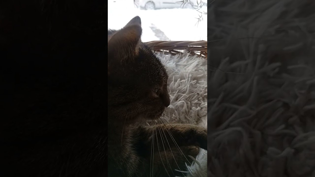 Schönen Tag wünschen euch  die Fellnasen und ich🐶🐱🐯🐶😘