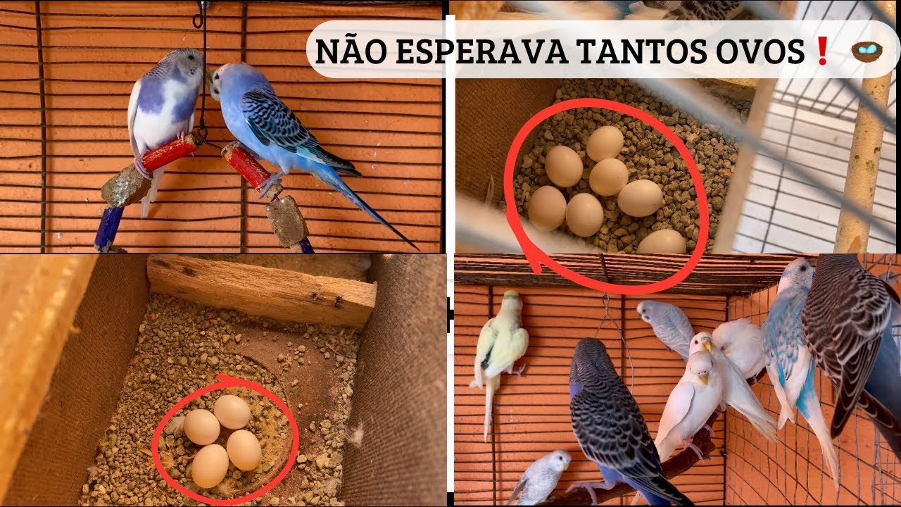 Mostrando Os Casais Que Estão Na Reprodução 🙏🏽🤩