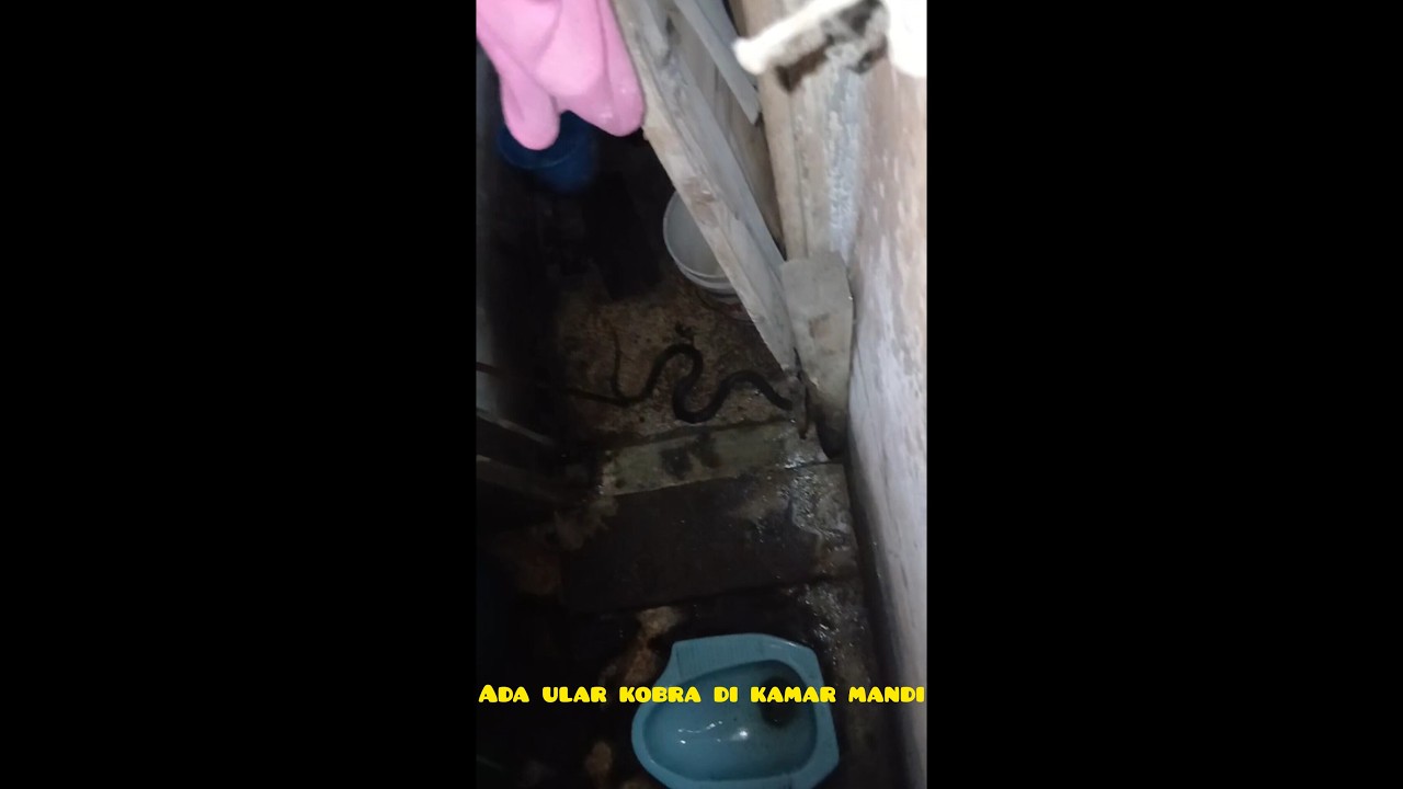 Ada ular kobra di kamar mandi