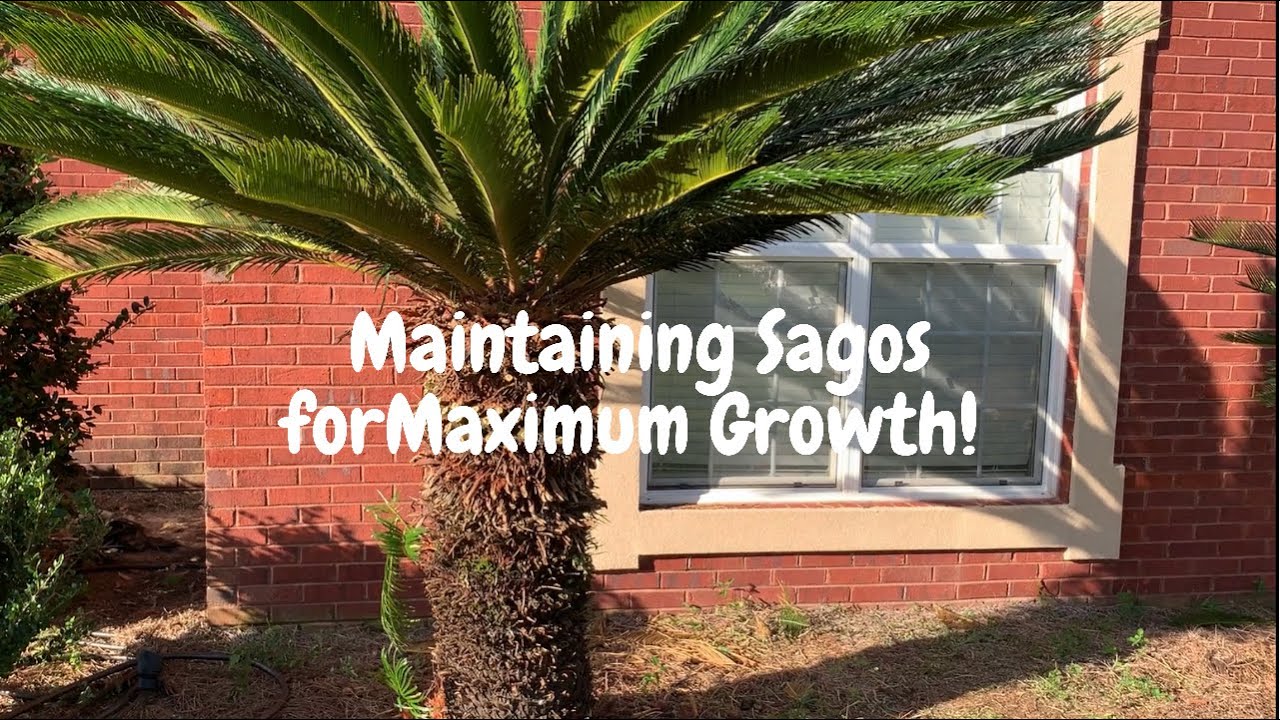 Maintaining Your Sago Palms for Optimum Growth