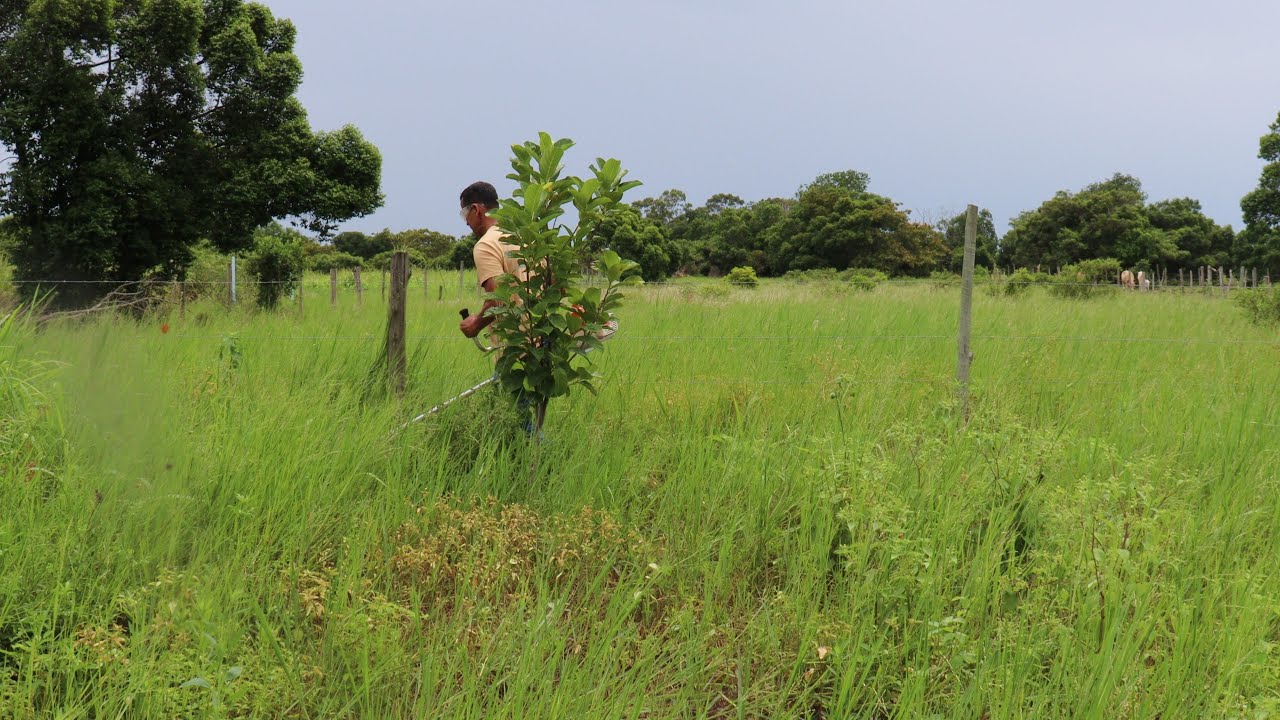 ROÇAMOS O QUINTAL PARA PLANTAR mudas de cheflera gigante e acácia magiun #roça #vidanaroça