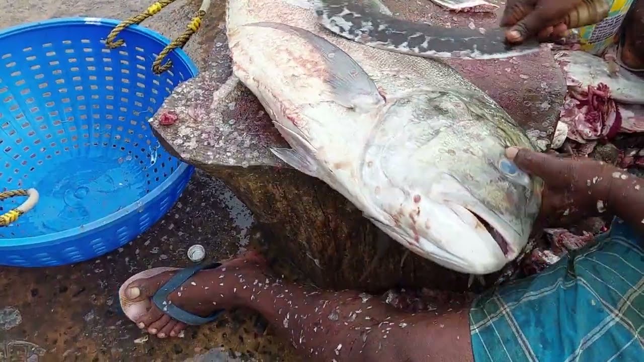 Amazing trevelly fish cutting
