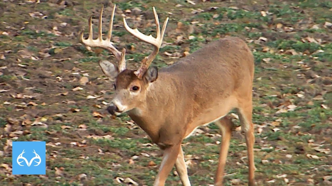 Busted Up Kansas Brute | Ben McDonald Bow Hunts | Monster Bucks Monday