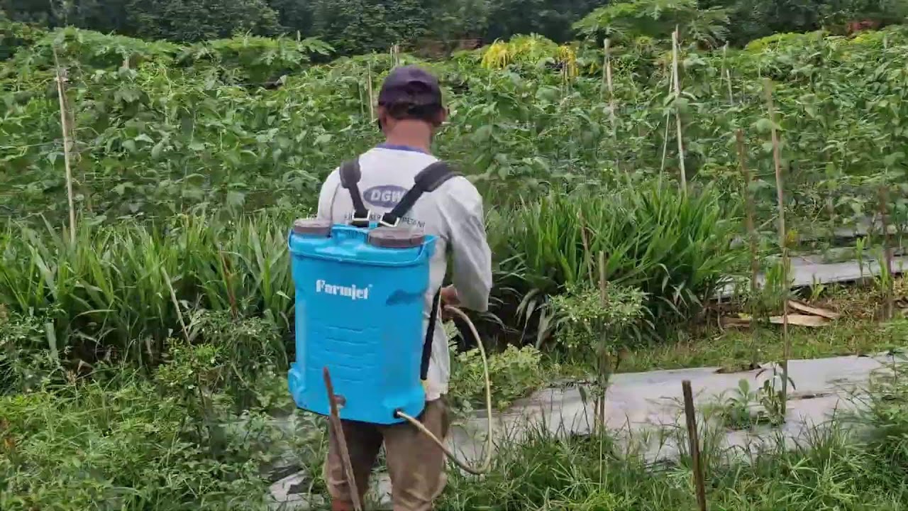 FROM MANUAL TO MODERN: HOW FARMERS SPRAY CHILI PLANTS EFFICIENTLY - Agriculture Gardening