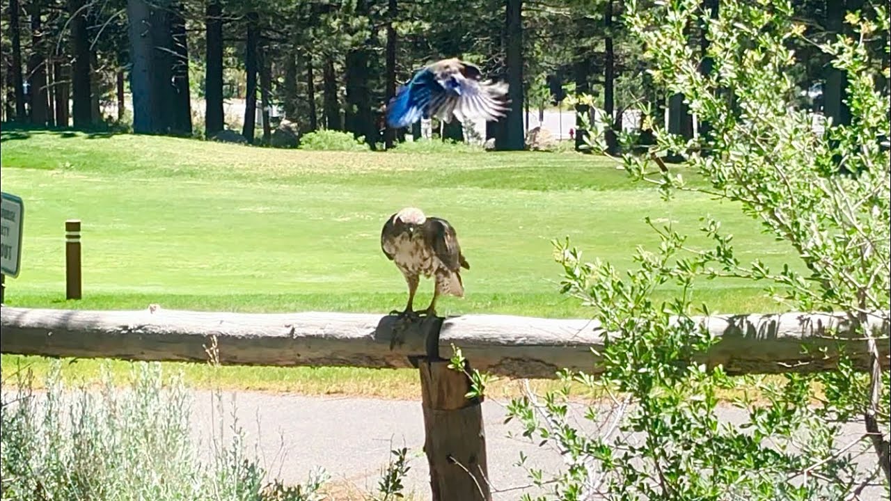 Steller Jay Attacks Red-Tailed Hawk at Mammoth Mountain