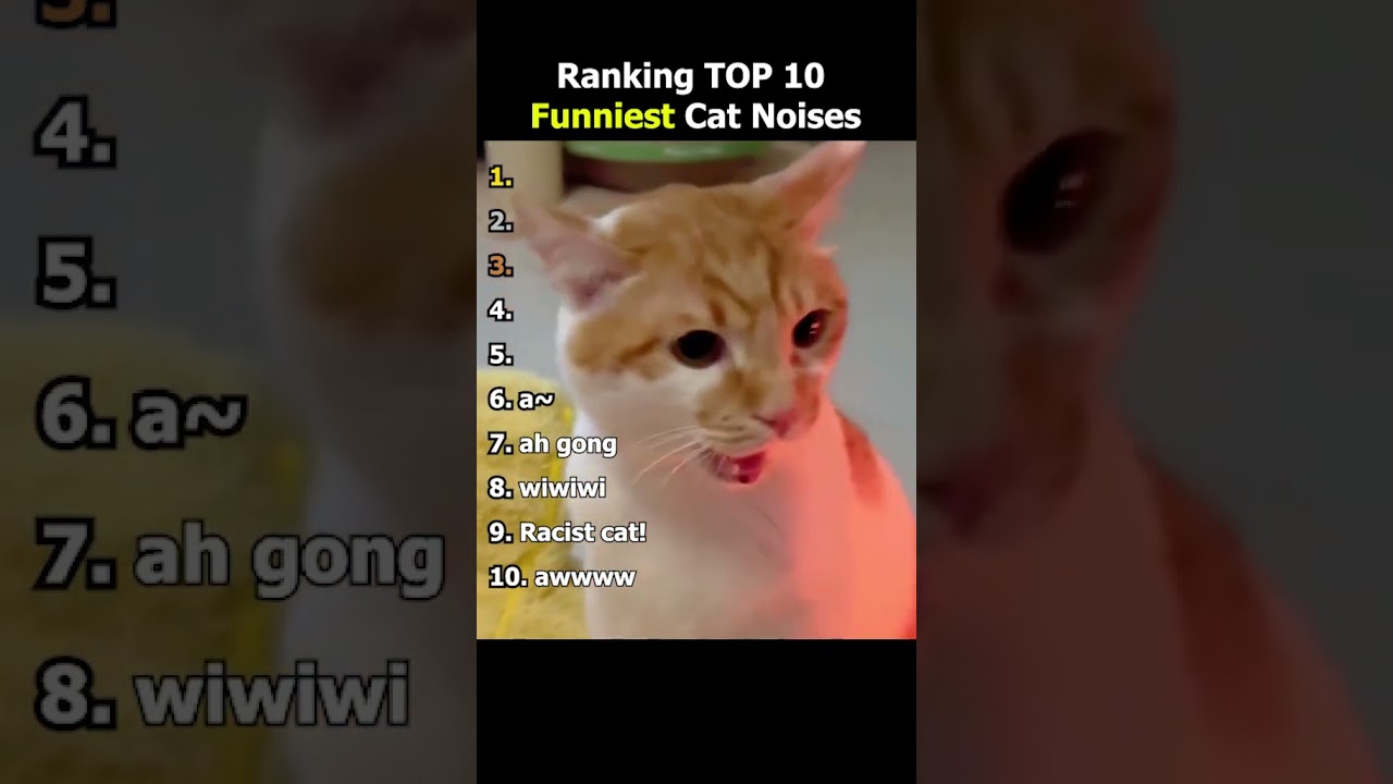 Рейтинг 10 самых популярных кошачьих звуков