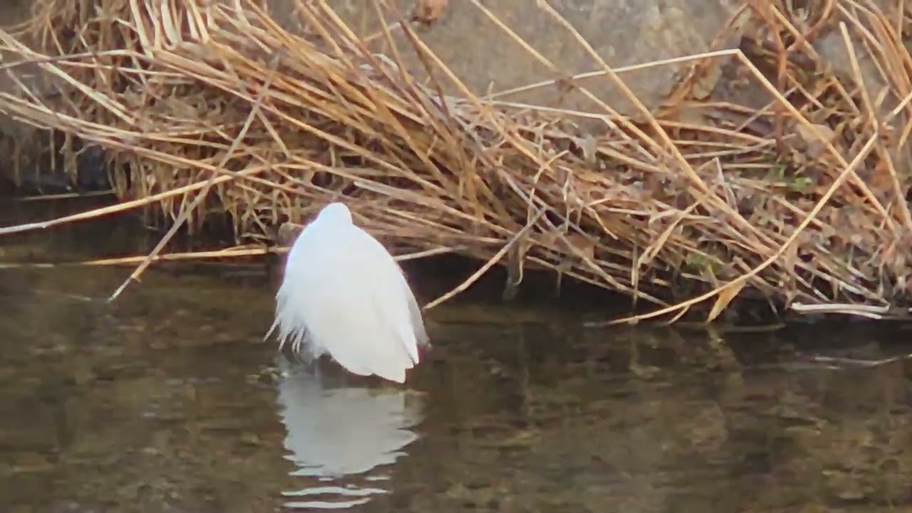 1월 11일 백로들과 청둥오리~♡(January 11 White herons and mallard duck in the River)#힐링 #아름다운풍경 #강가풍경 